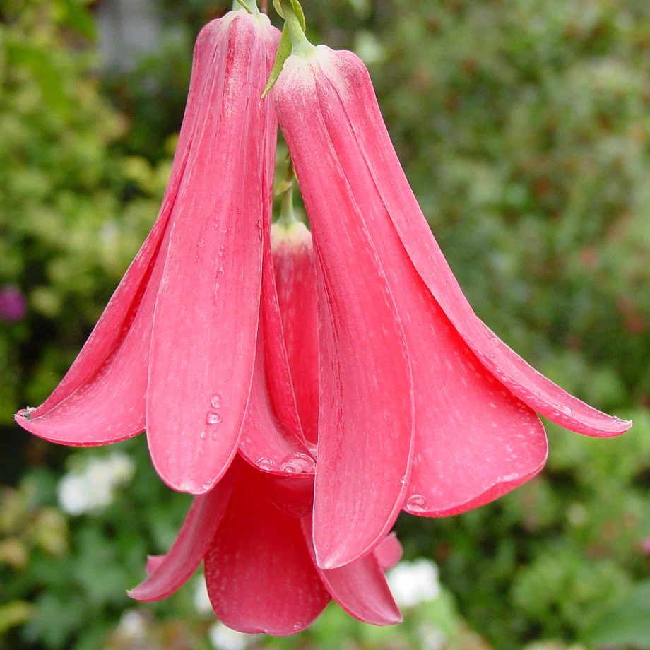 LAPAGERIA ROSEA- Premium Seeds for Your Garden's Flourishing Beauty and Delicate Elegance