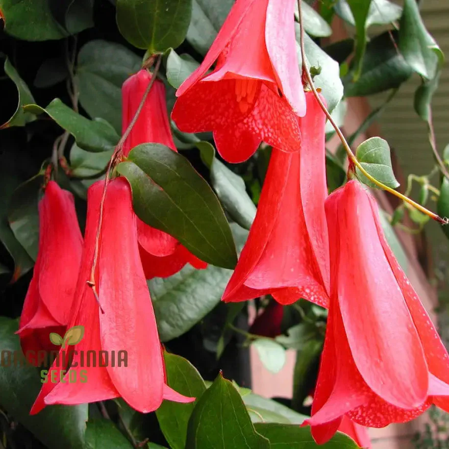 LAPAGERIA ROSEA- Premium Seeds for Your Garden's Flourishing Beauty and Delicate Elegance - Image 3