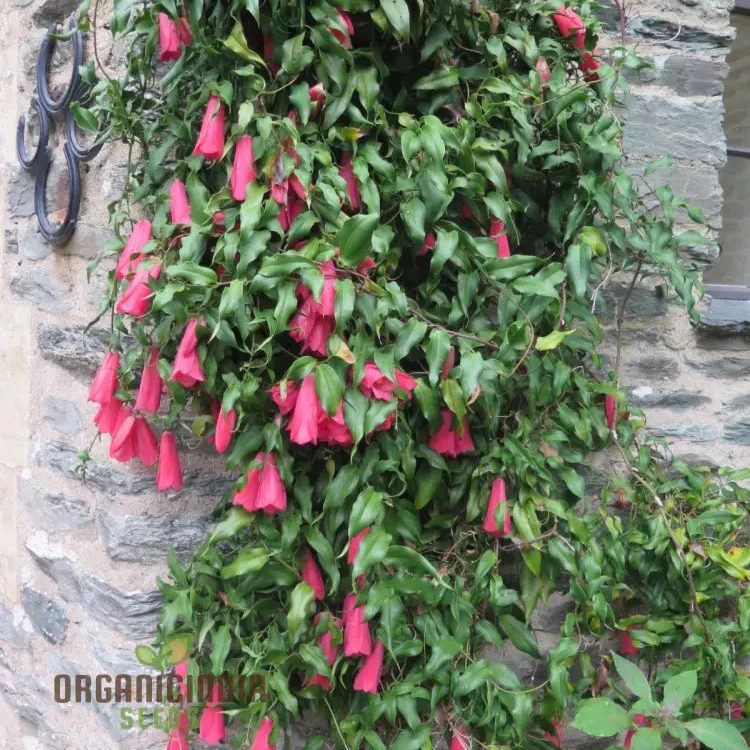 LAPAGERIA ROSEA- Premium Seeds for Your Garden's Flourishing Beauty and Delicate Elegance - Image 4