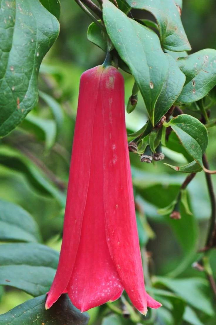 LAPAGERIA ROSEA- Premium Seeds for Your Garden's Flourishing Beauty and Delicate Elegance - Image 5