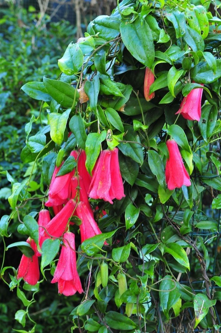LAPAGERIA ROSEA- Premium Seeds for Your Garden's Flourishing Beauty and Delicate Elegance - Image 6