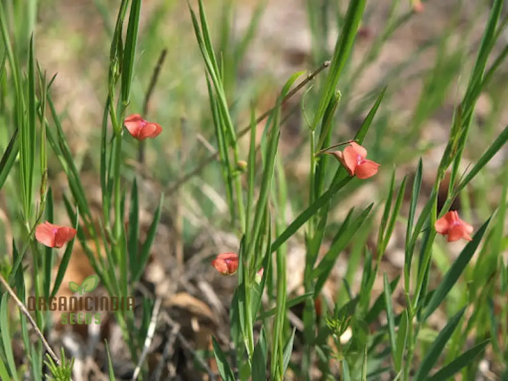 Lathyrus Sphaericus Seeds Elevate Your Gardening Experience with Rare and Exquisite Blooms! - Image 4