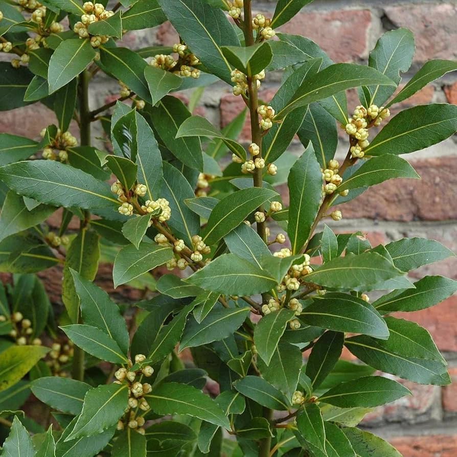 Laurel Herb Seeds for Planting