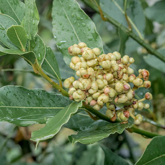 Laurel Herb Seeds for Planting - Image 3