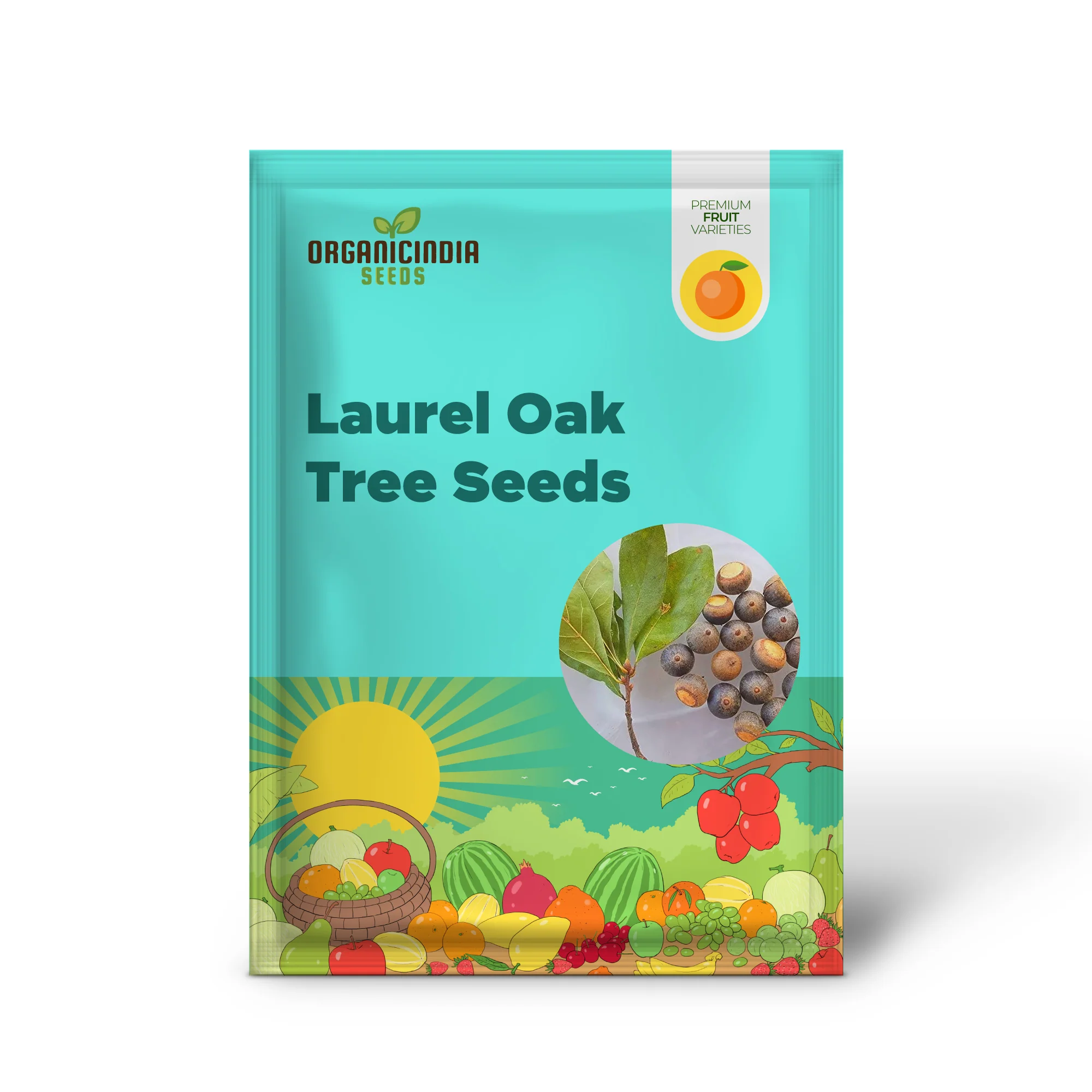 Laurel Oak Tree Seeds (Acorns)20 Pieces - Image 2