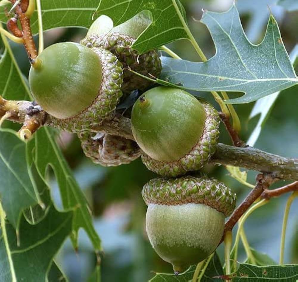 Laurel Oak Tree Seeds (Acorns)20 Pieces - Image 3