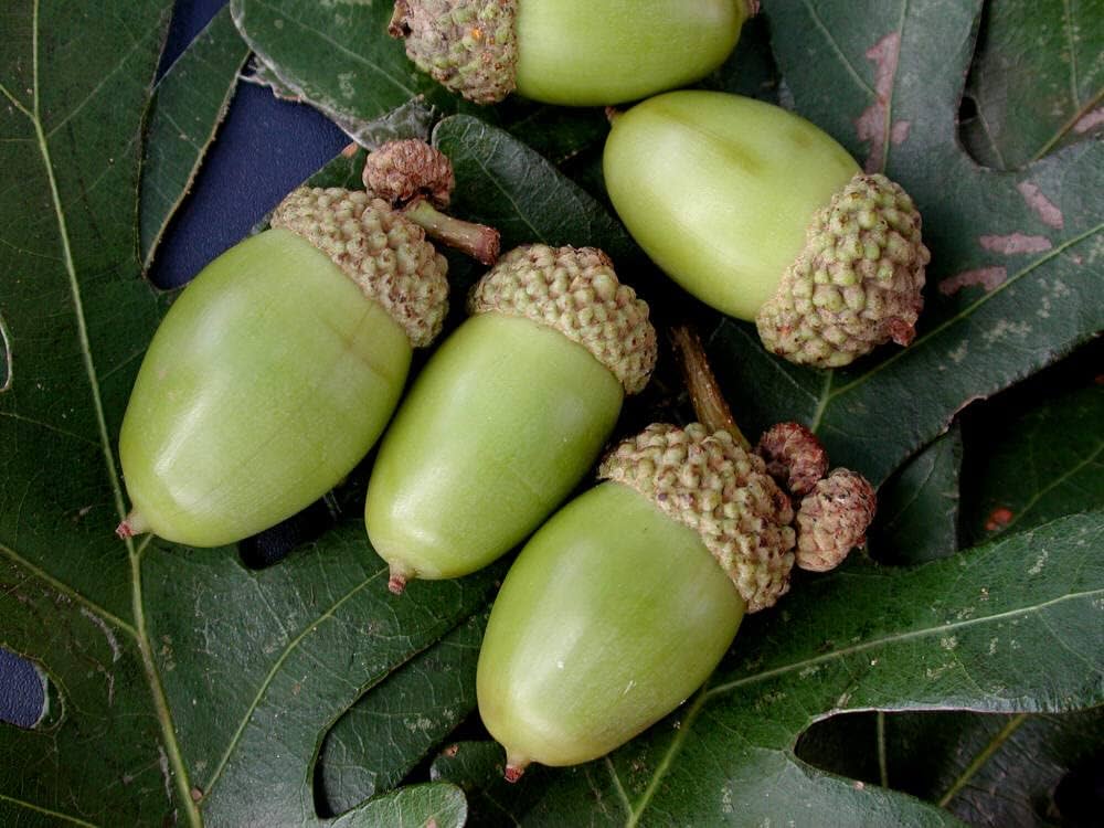 Laurel Oak Tree Seeds (Acorns)20 Pieces - Image 4