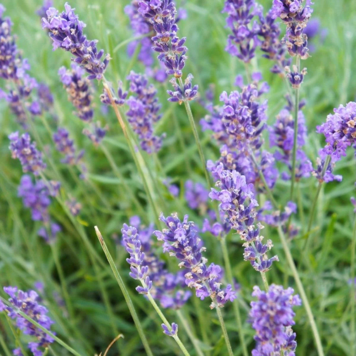 Lavandin (Lavandula × intermedia) Seeds – Highly Fragrant Blooms for Gardens & Aromatherapy - Image 2