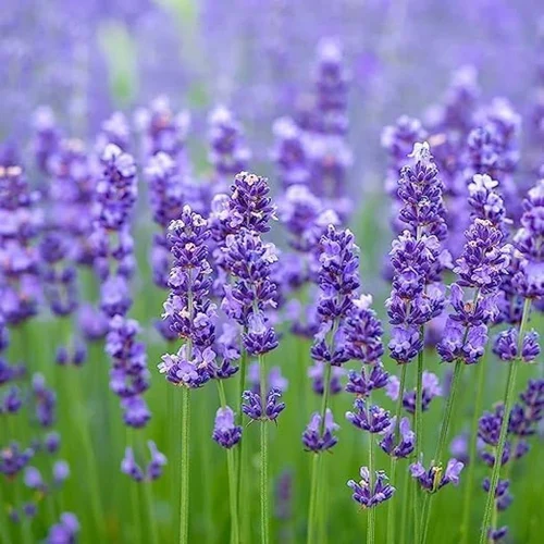 Lavandin (Lavandula × intermedia) Seeds – Highly Fragrant Blooms for Gardens & Aromatherapy - Image 4
