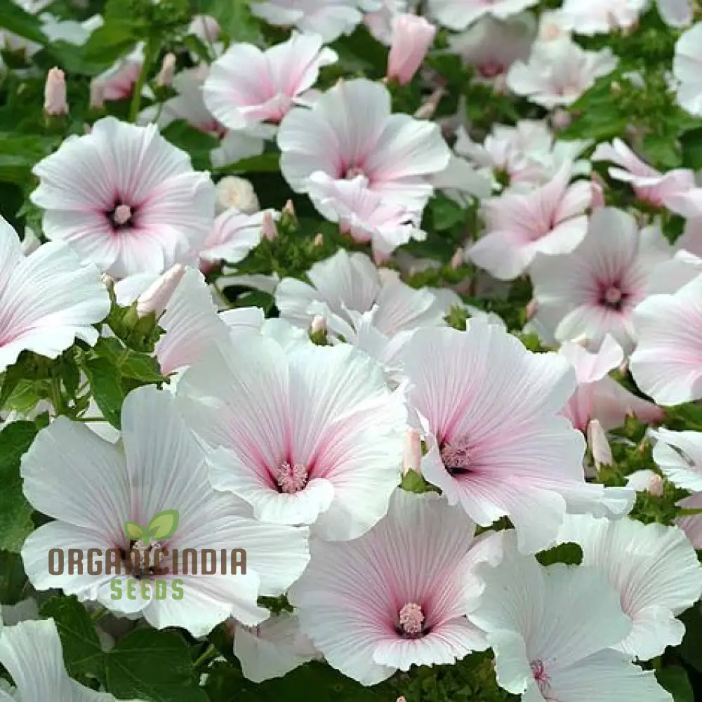 Dwarf Pink Blush Lavatera flower seeds for Planting-Vibrant and Compact Garden Spaces"