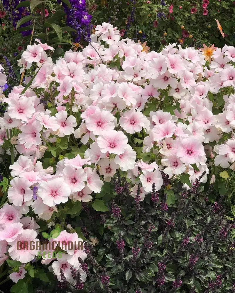 Dwarf Pink Blush Lavatera flower seeds for Planting-Vibrant and Compact Garden Spaces" - Image 3