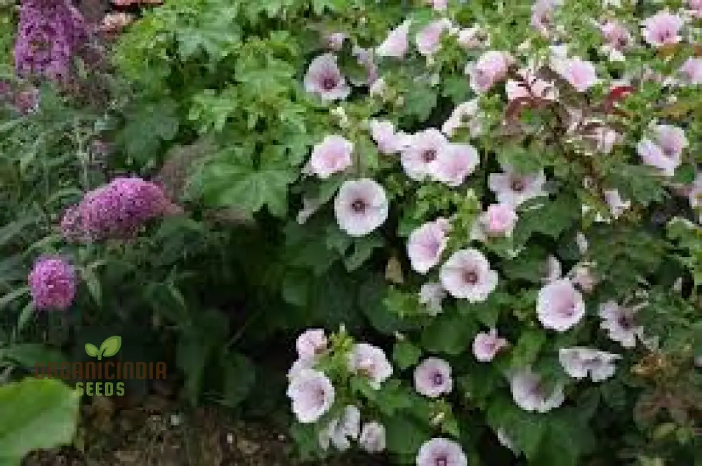 Dwarf Pink Blush Lavatera flower seeds for Planting-Vibrant and Compact Garden Spaces" - Image 4