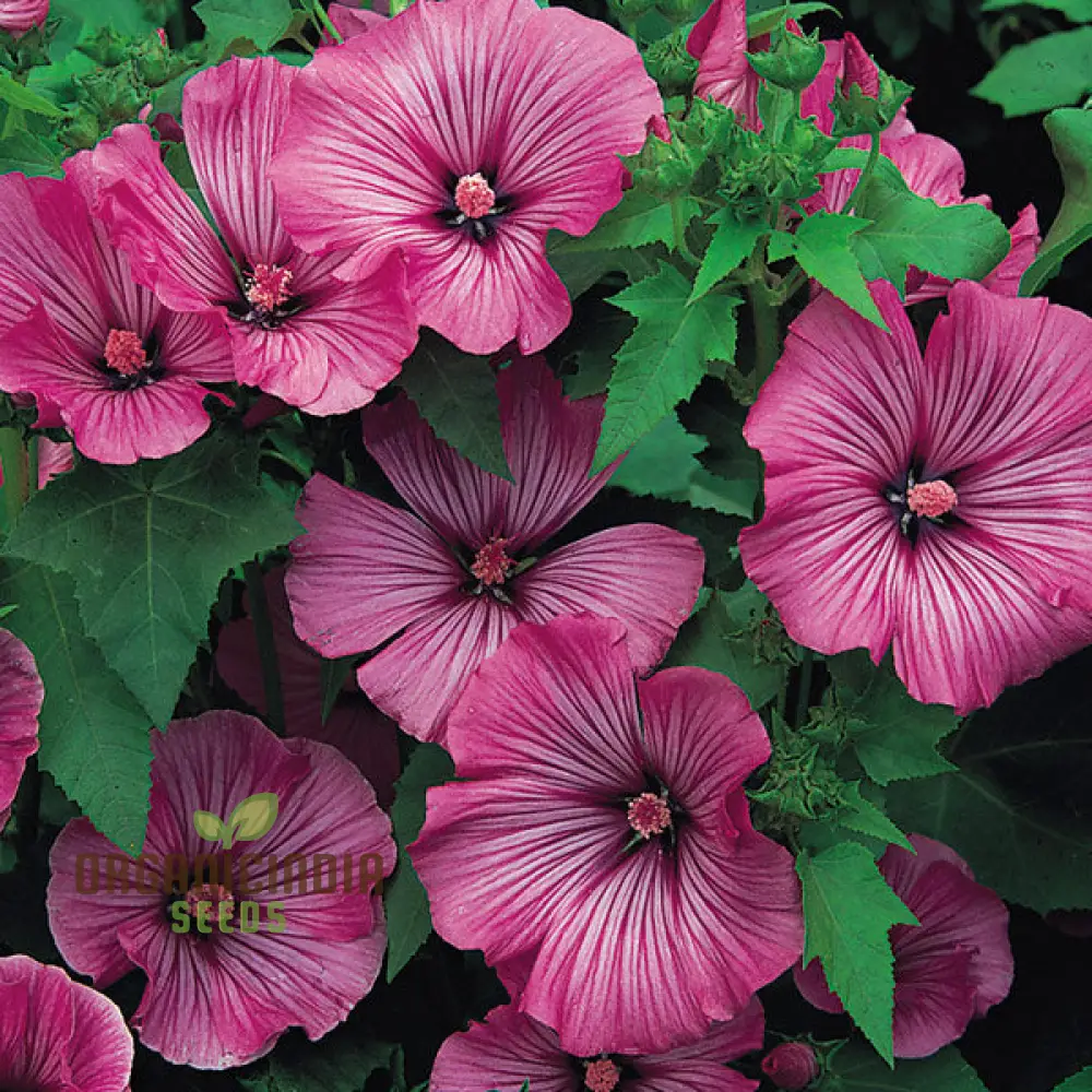 Lavatera Loveliness Flower Seeds For Planting: Cultivating Garden Beauty with Exquisite Varieties and Gardening Essentials