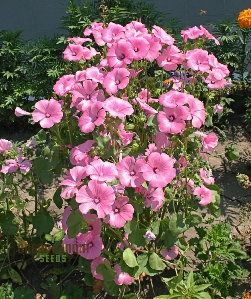Lavatera Loveliness Flower Seeds For Planting: Cultivating Garden Beauty with Exquisite Varieties and Gardening Essentials - Image 3