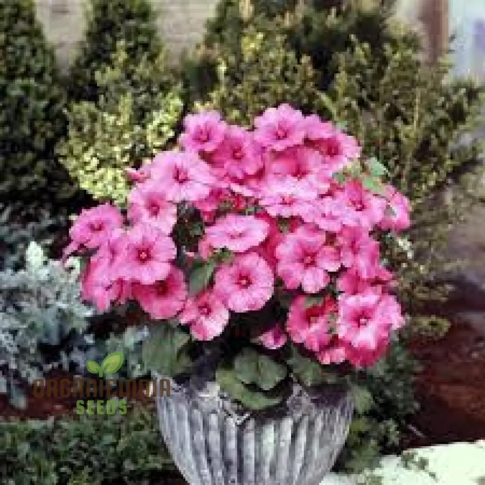 Lavatera Loveliness Flower Seeds For Planting: Cultivating Garden Beauty with Exquisite Varieties and Gardening Essentials - Image 4