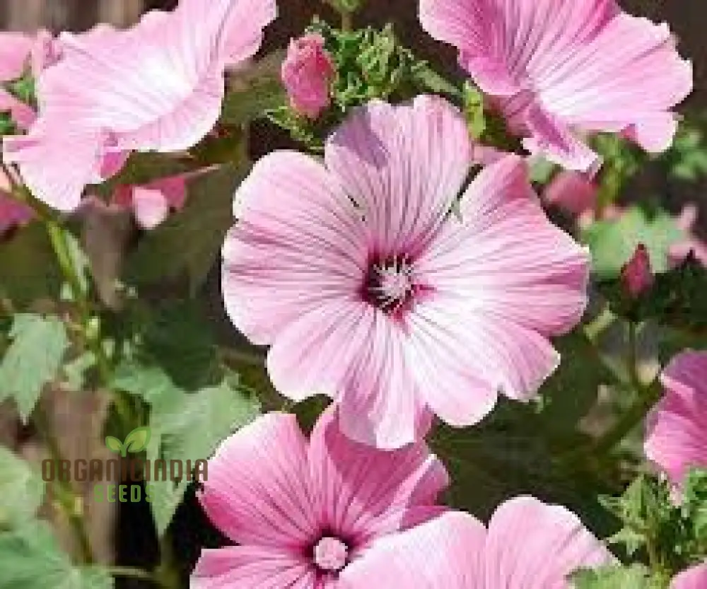 Lavatera Silver Cup Flower Seeds For Planting: Enhance Your Garden with Stunning Perennial Beauty and Graceful Floral Elegance