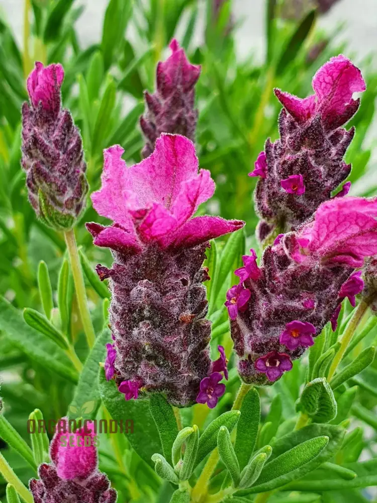 Lavender Bandera Pink Flower Seeds, Cultivate Tranquility and Beauty in Your Garden with Expert Tips on Planting and Gardening