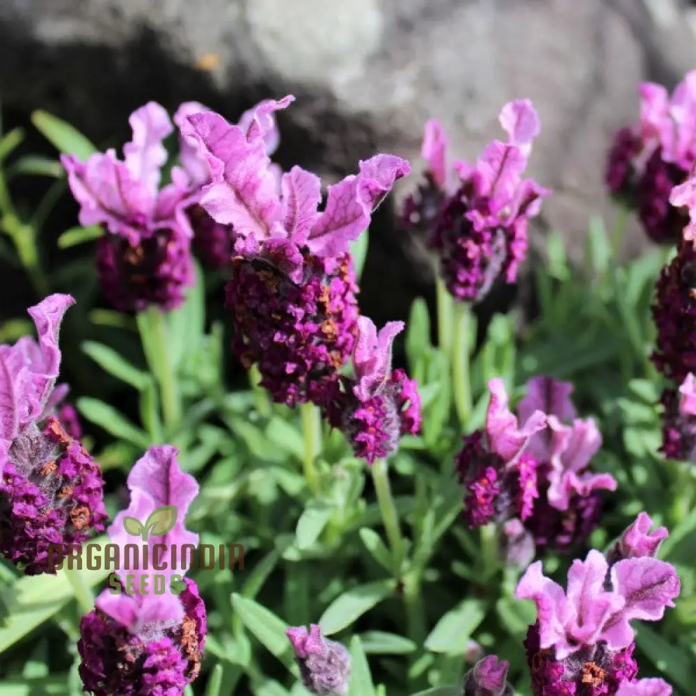 Lavender Bandera Pink Flower Seeds, Cultivate Tranquility and Beauty in Your Garden with Expert Tips on Planting and Gardening - Image 3