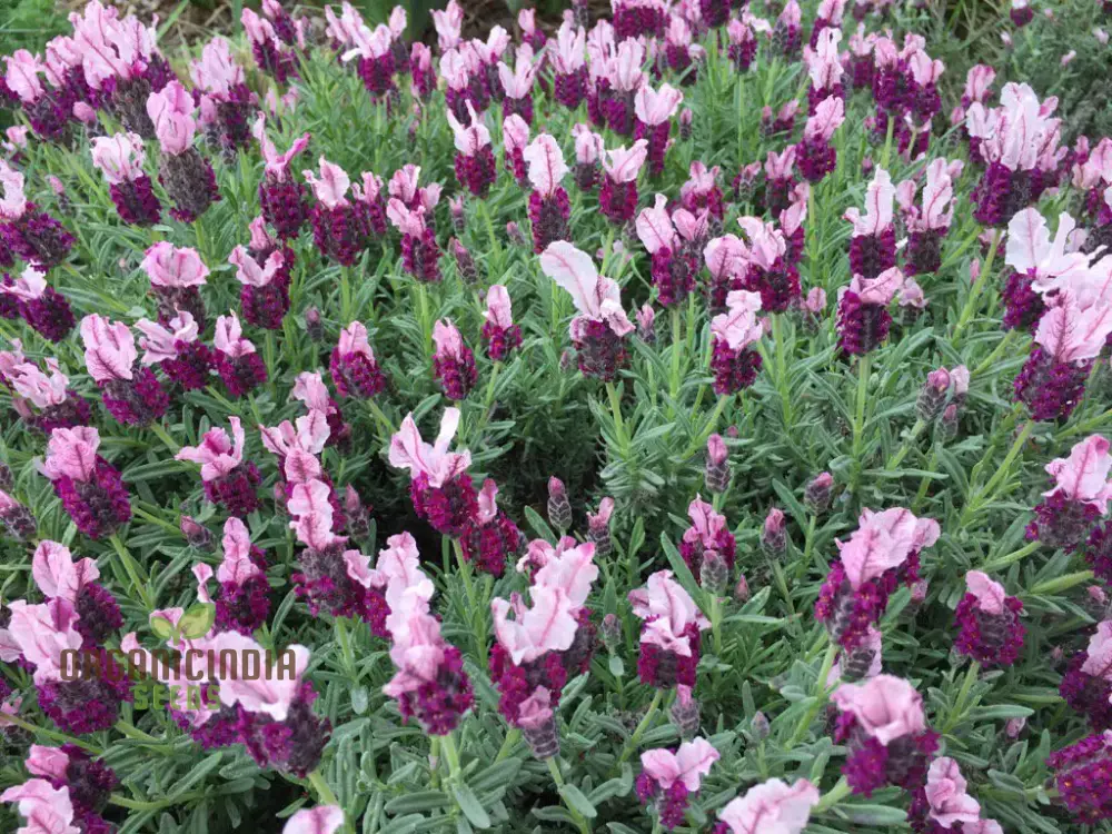 Lavender Bandera Pink Flower Seeds, Cultivate Tranquility and Beauty in Your Garden with Expert Tips on Planting and Gardening - Image 4