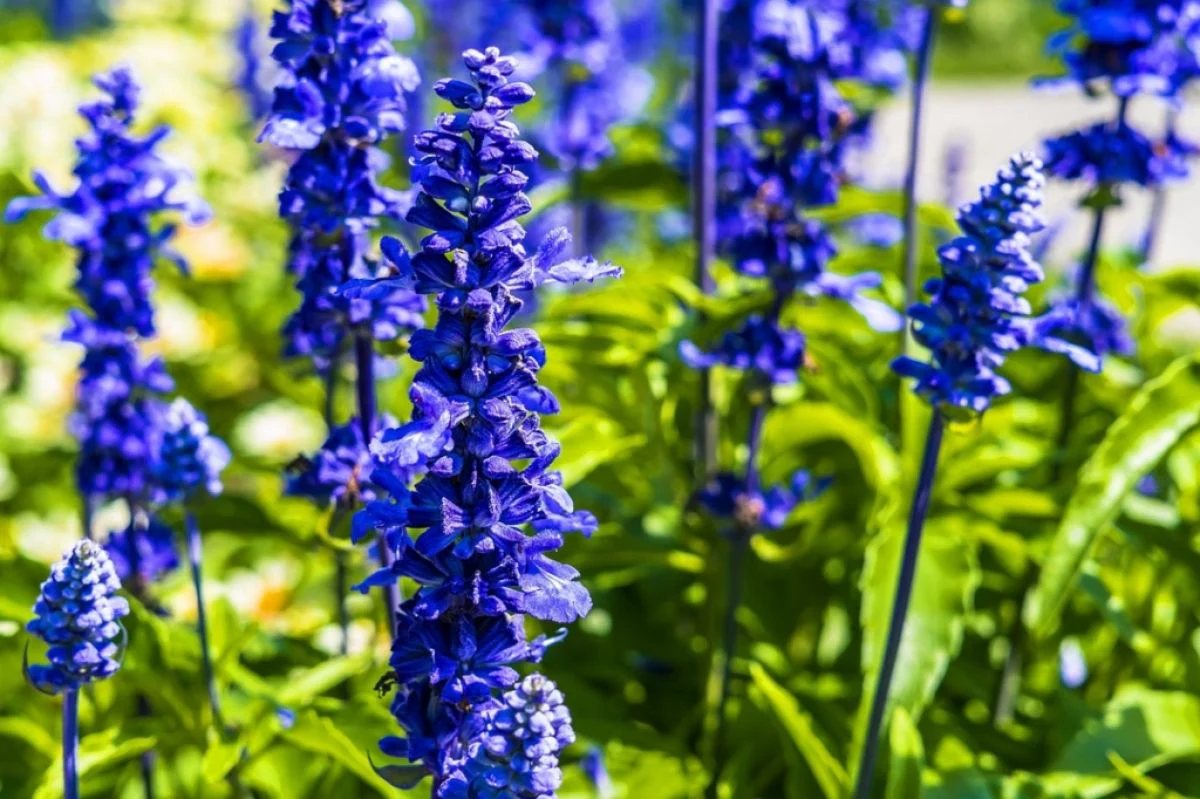 Lavender Blue Seeds – Bluish Purple Blooms for Garden Planting & Aromatic Use