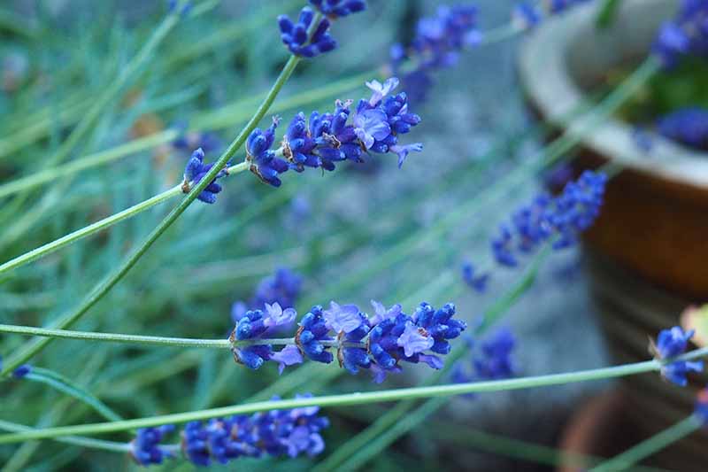 Lavender Blue Seeds – Bluish Purple Blooms for Garden Planting & Aromatic Use - Image 2