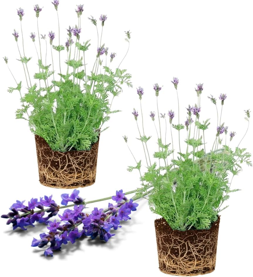 Lavender Blue Seeds – Bluish Purple Blooms for Garden Planting & Aromatic Use - Image 4