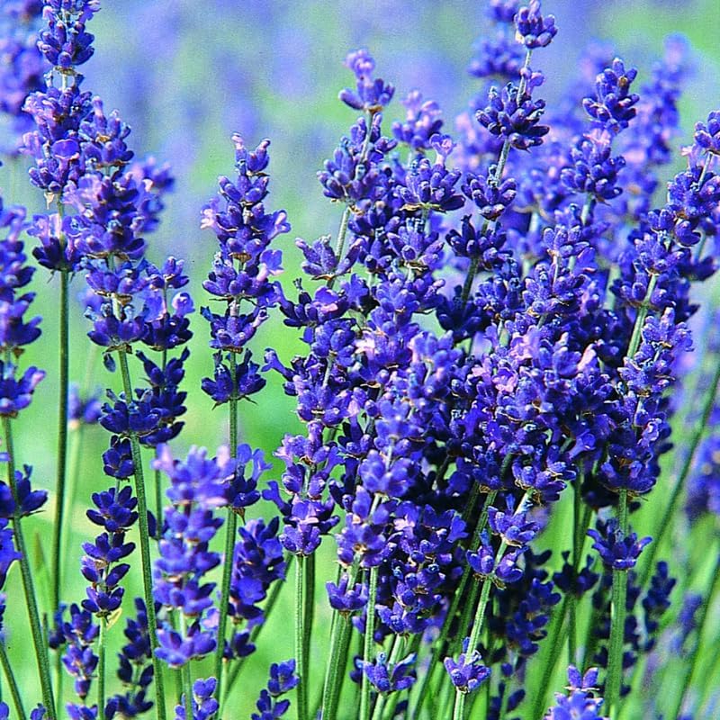 Lavender Blue Seeds – Bluish Purple Blooms for Garden Planting & Aromatic Use - Image 5