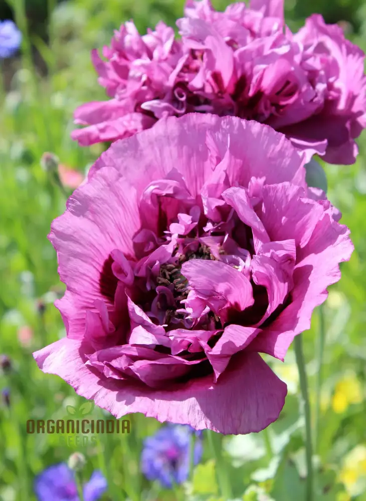 Lavender Double Poppy Flower Seeds, Cultivating Beauty and Tranquility in Your Garden with Expert Planting and Gardening