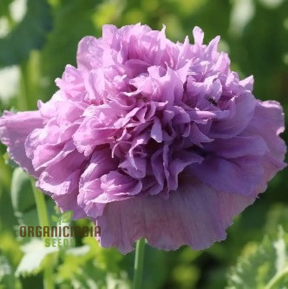 Lavender Double Poppy Flower Seeds, Cultivating Beauty and Tranquility in Your Garden with Expert Planting and Gardening - Image 3