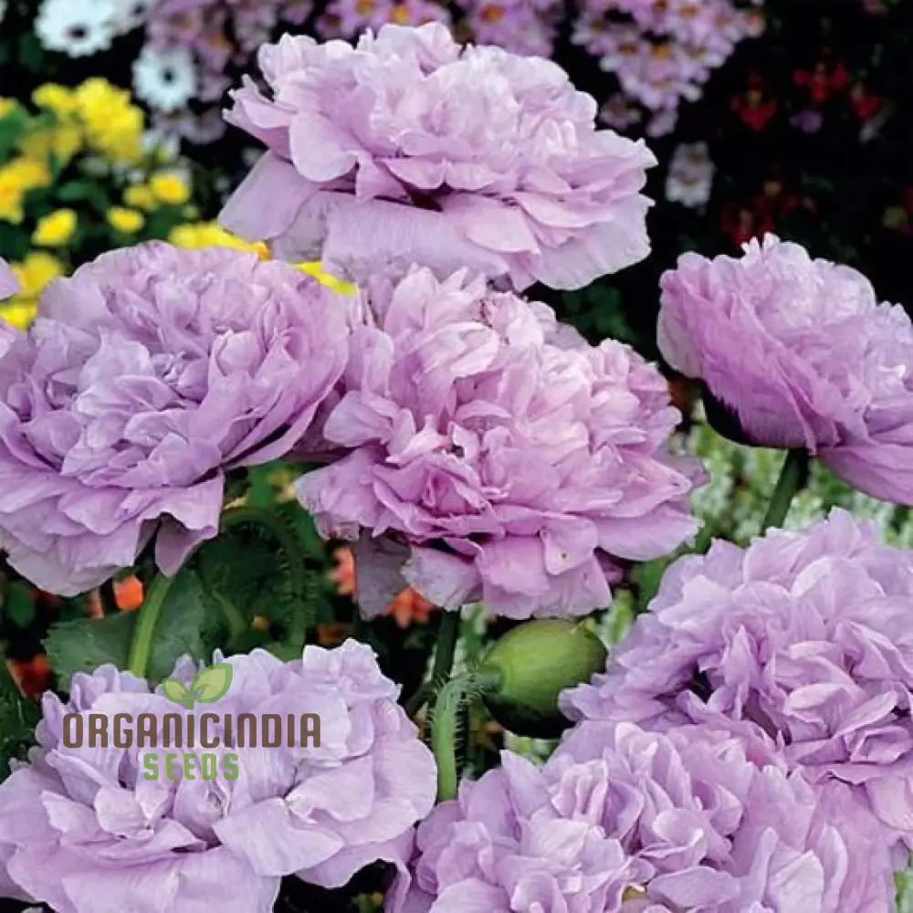 Lavender Double Poppy Flower Seeds, Cultivating Beauty and Tranquility in Your Garden with Expert Planting and Gardening - Image 4