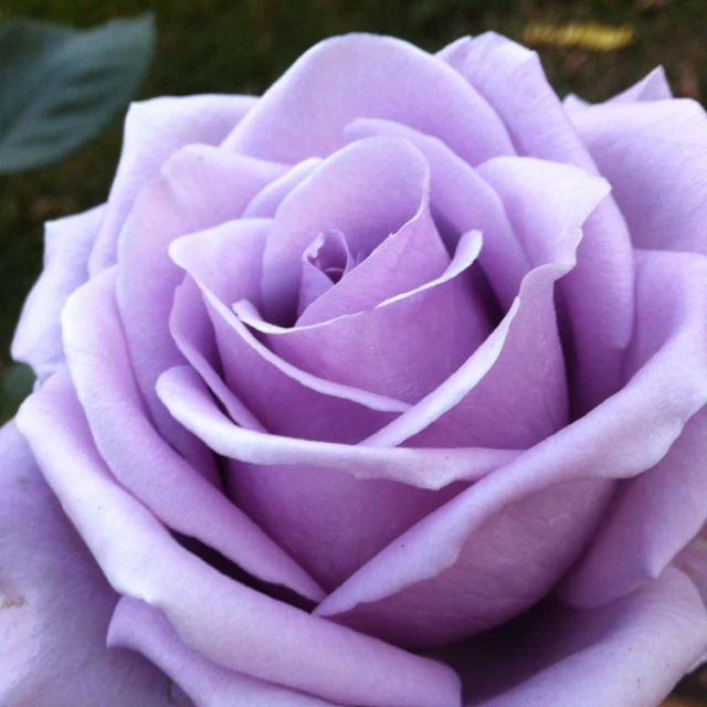 Lavender/Purple Rose Flower Seeds , Rare Elegant Blooms, Easy to Grow, Non-GMO - Image 2