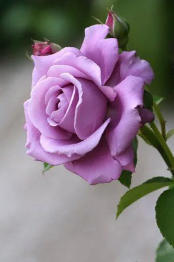 Lavender/Purple Rose Flower Seeds , Rare Elegant Blooms, Easy to Grow, Non-GMO - Image 3