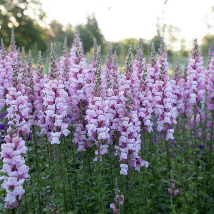 Lavender Snapdragon Flower Seeds – Elegant & Fragrant Blooms for Gardens