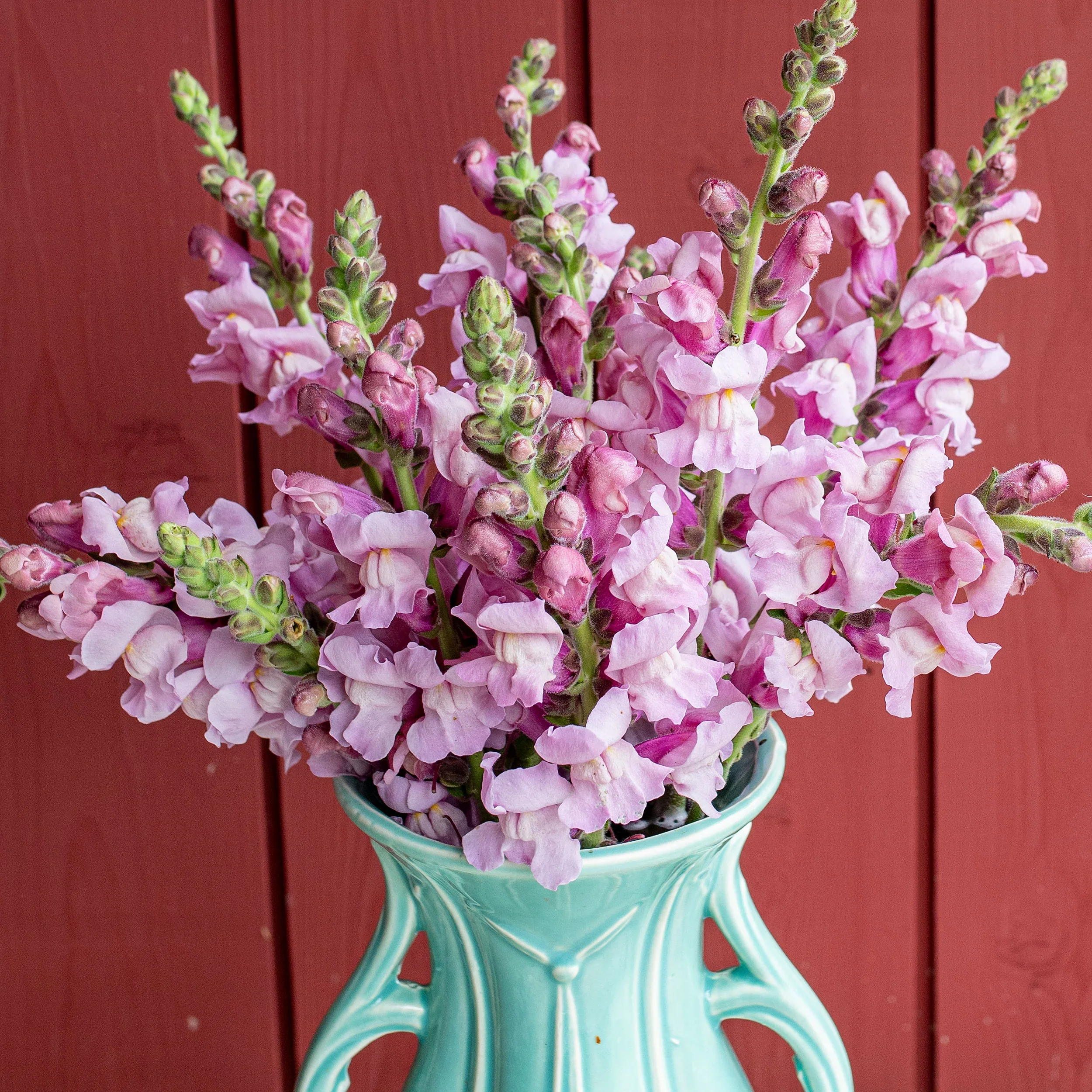 Lavender Snapdragon Flower Seeds – Elegant & Fragrant Blooms for Gardens - Image 2