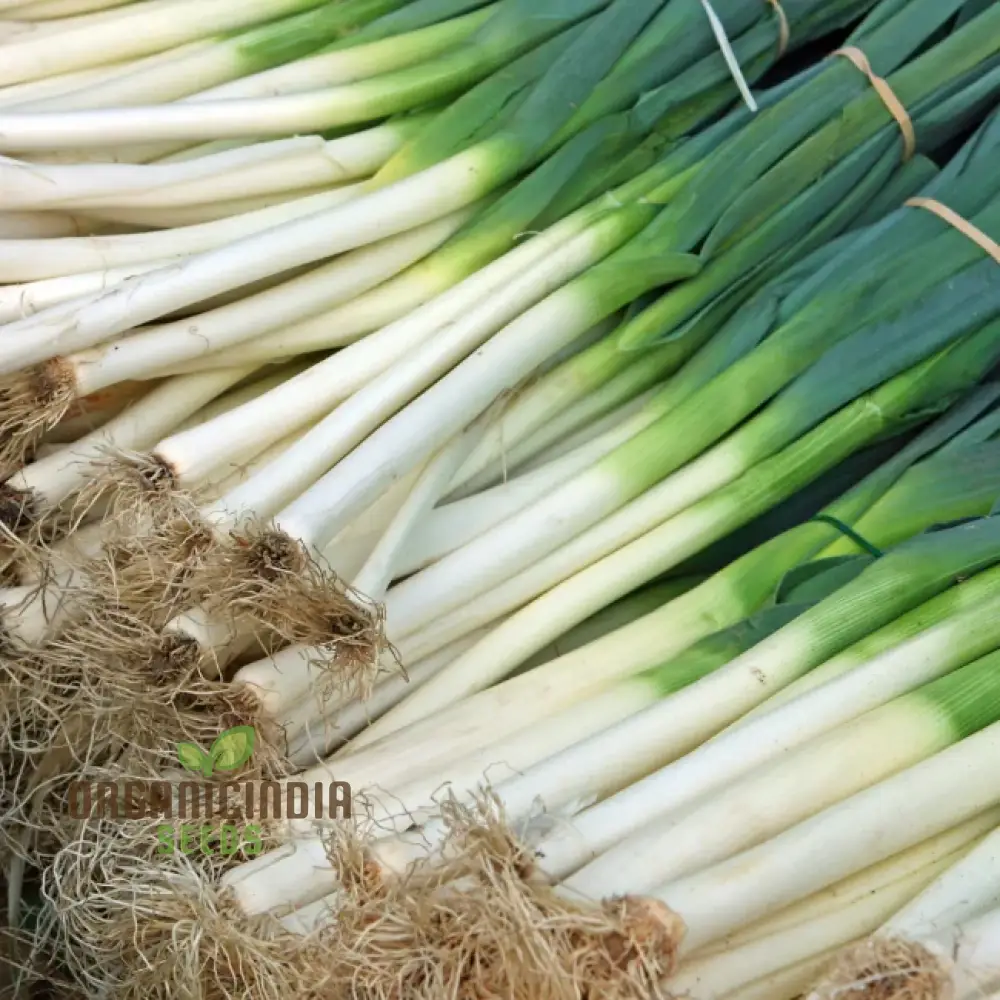 LEEK BLUE SOLAISE Seeds for Vibrant Gardening | Heirloom Vegetable Seeds for Your Sustainable Garden