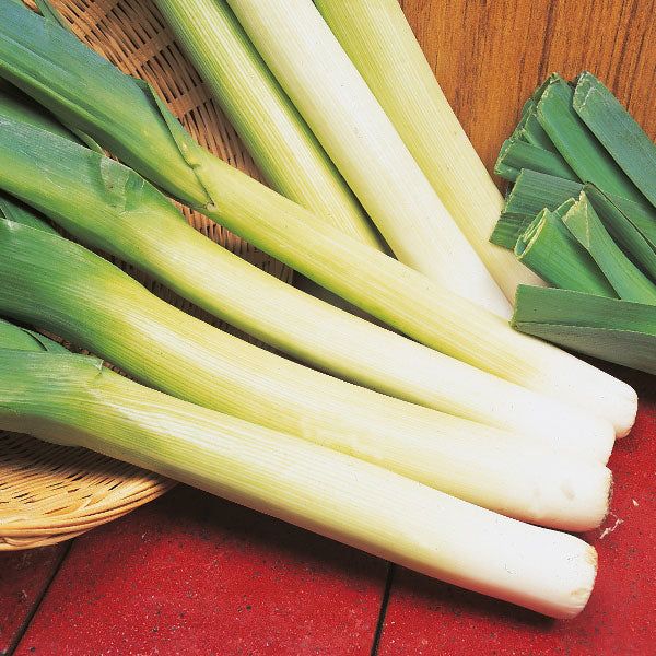 LEEK BLUE SOLAISE Seeds for Vibrant Gardening | Heirloom Vegetable Seeds for Your Sustainable Garden - Image 3