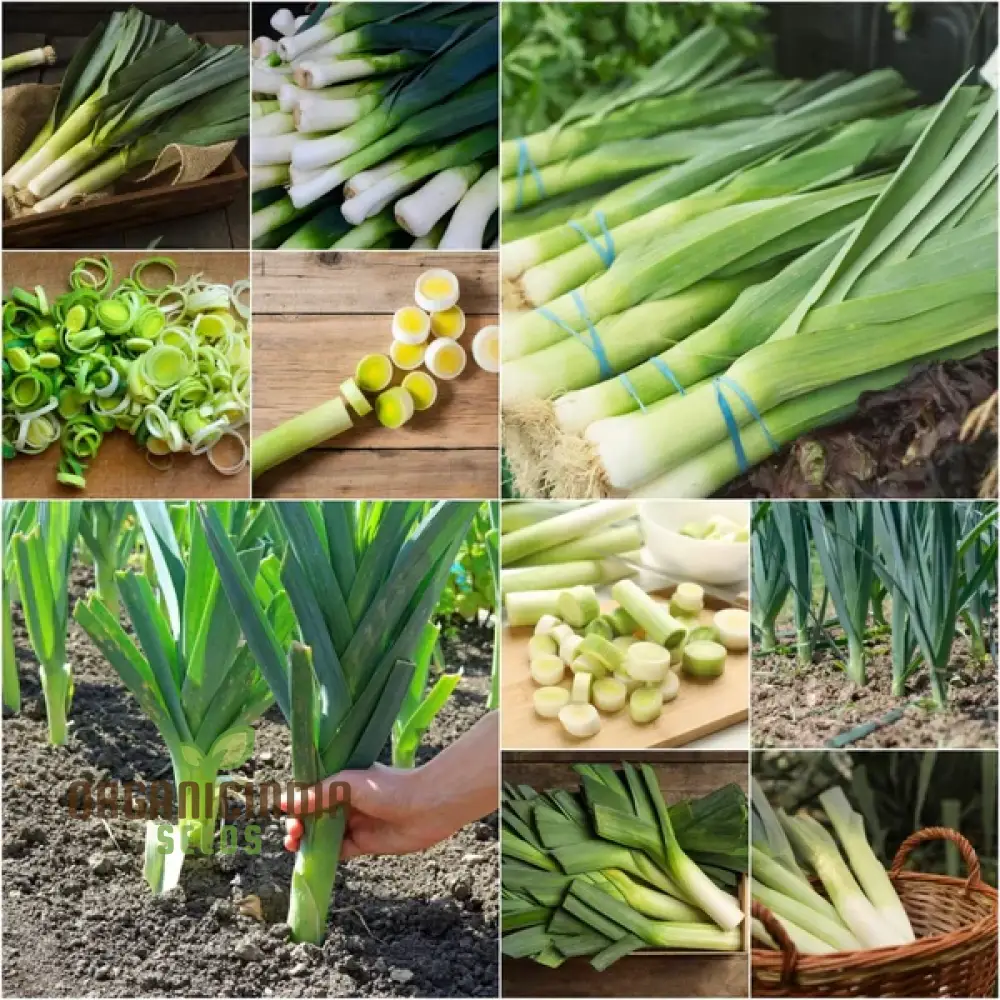 LEEK BLUE SOLAISE Seeds for Vibrant Gardening | Heirloom Vegetable Seeds for Your Sustainable Garden - Image 4