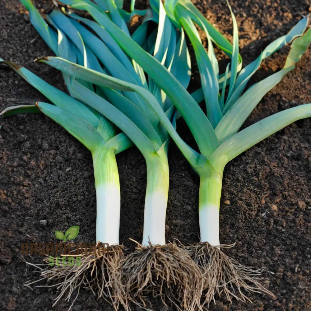 LEEK BLUE SOLAISE Seeds for Vibrant Gardening | Heirloom Vegetable Seeds for Your Sustainable Garden - Image 5