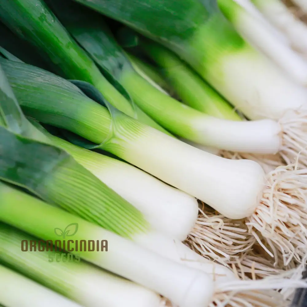 Leek Giant Winter Vegetable Seeds for Planting, Premium Quality Seeds for Your Vegetable Garden