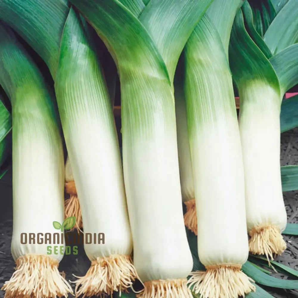 Leek Giant Winter Vegetable Seeds for Planting, Premium Quality Seeds for Your Vegetable Garden - Image 3