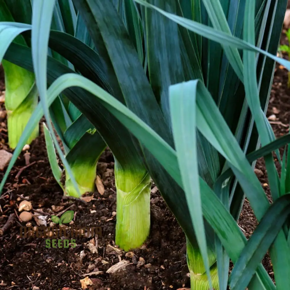 Leek Giant Winter Vegetable Seeds for Planting, Premium Quality Seeds for Your Vegetable Garden - Image 4