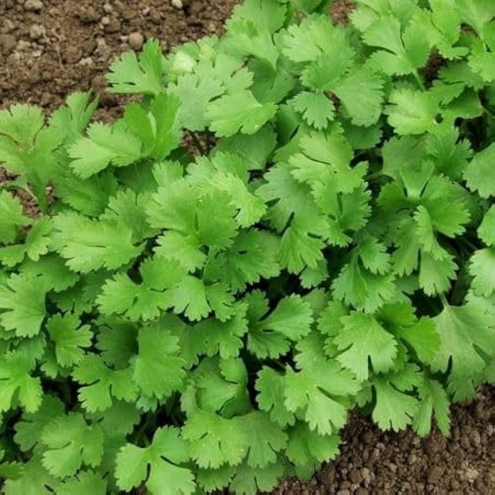 Leisure Seeds – Premium Quality, Easy-to-Grow Garden Seeds for Relaxing Spaces - Image 5