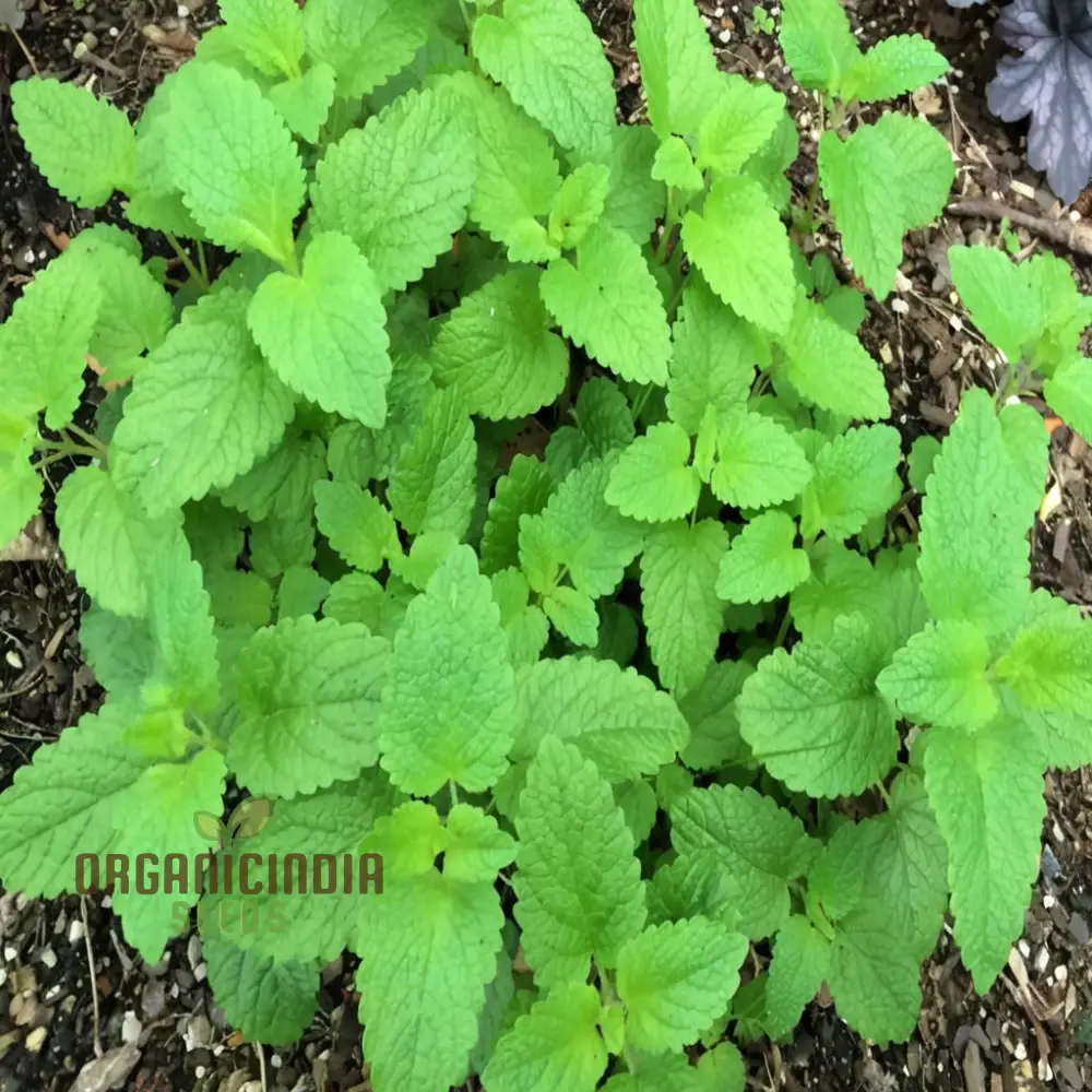 Lemon Balm (Melissa) Seeds – Refreshing, Aromatic Herb for Culinary & Medicinal Use
