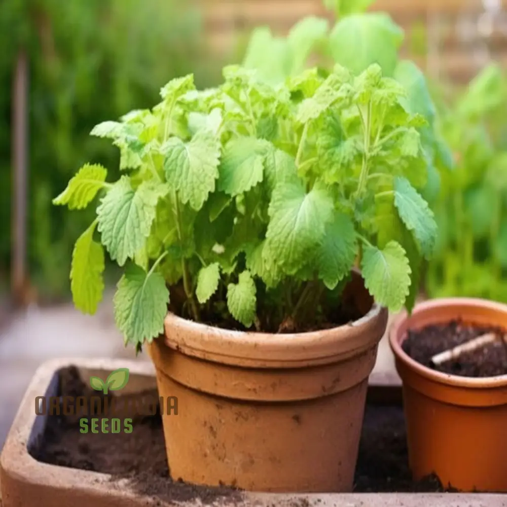 Lemon Balm (Melissa) Seeds – Refreshing, Aromatic Herb for Culinary & Medicinal Use - Image 3
