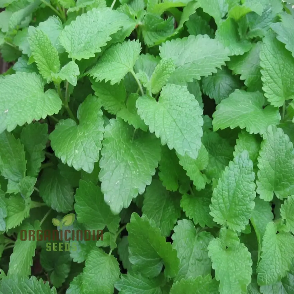 Lemon Balm (Melissa) Seeds – Refreshing, Aromatic Herb for Culinary & Medicinal Use - Image 4