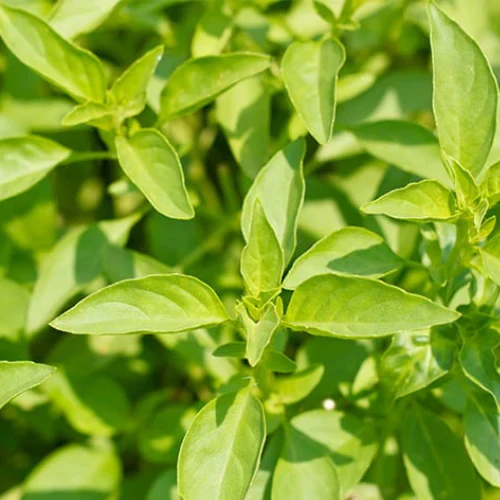 Lemon Basil Seeds â Heirloom, Non-GMO Fragrant Culinary Herb for Home & Garden - Image 2