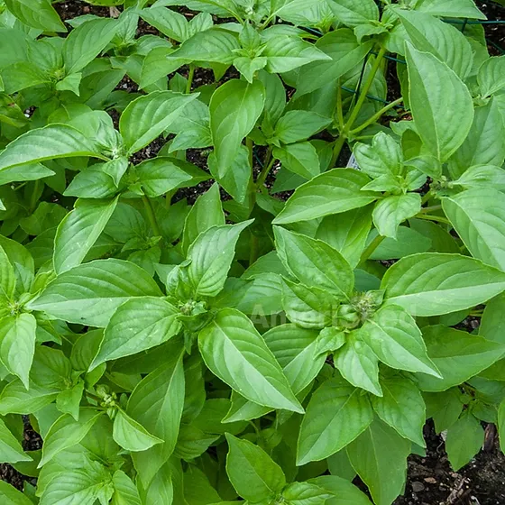Lemon Basil Seeds â Heirloom, Non-GMO Fragrant Culinary Herb for Home & Garden - Image 3