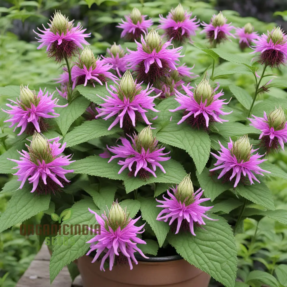 Lemon Bee Balm Seeds – Purple Monarda Citriodora Flowers for Garden Planting - Image 3
