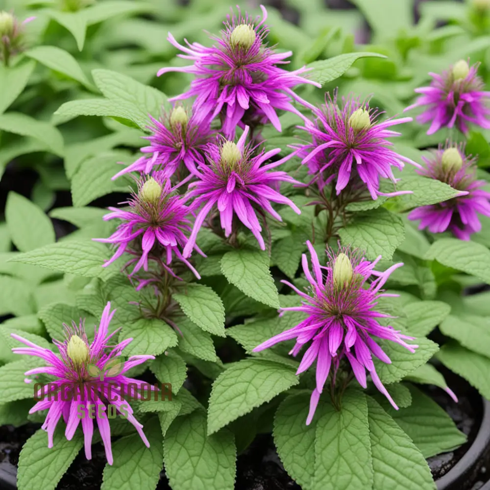 Lemon Bee Balm Seeds – Purple Monarda Citriodora Flowers for Garden Planting - Image 4