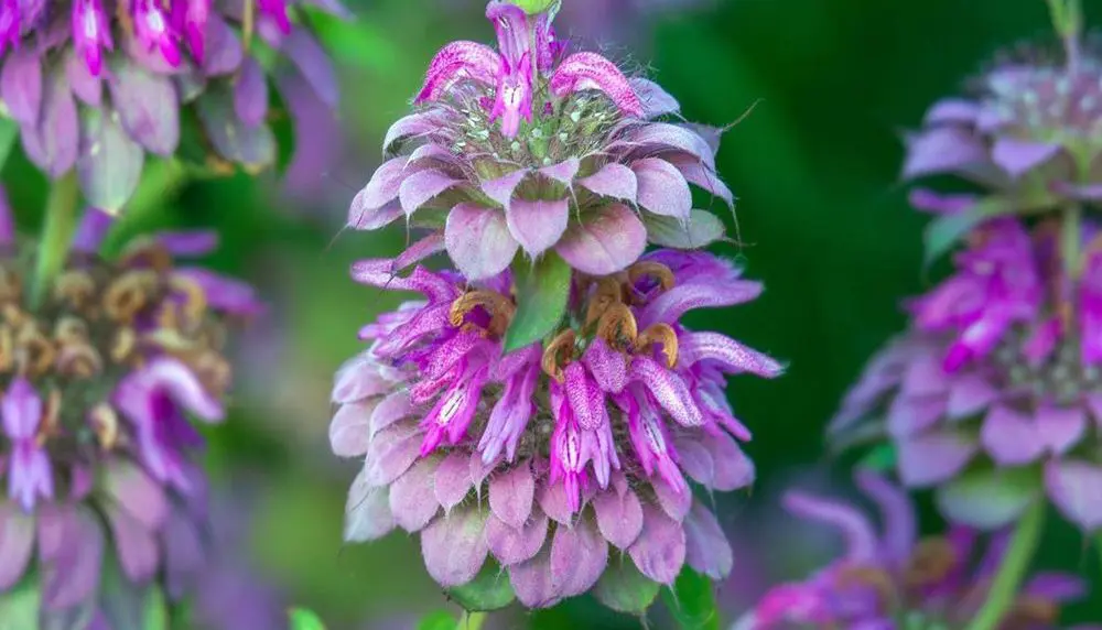 Lemon Bee Balm Seeds – Purple Monarda Citriodora Flowers for Garden Planting - Image 5